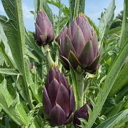 マルシェ開催!おいしい野菜食べてますか?