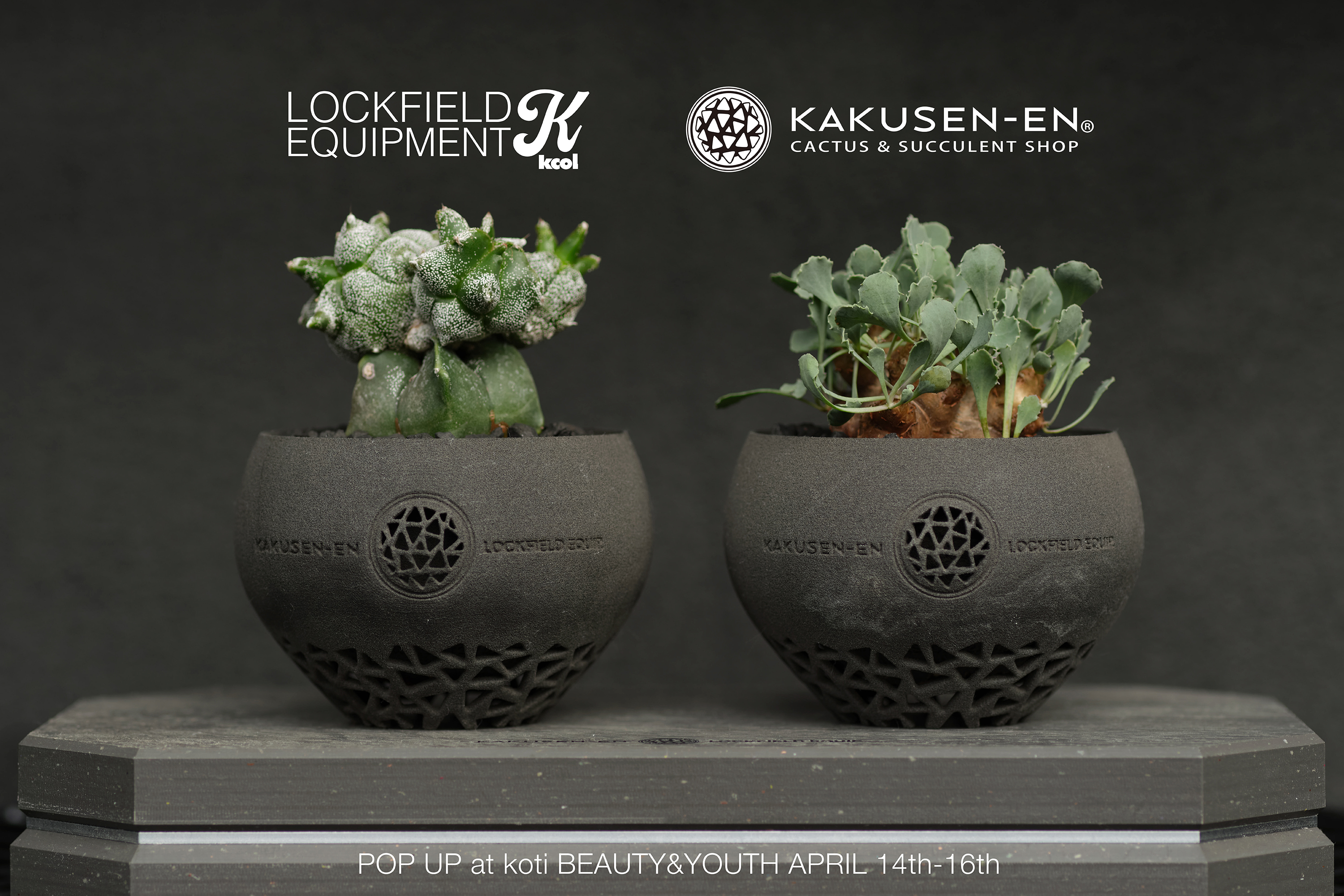 白 フリル付 lockfield equipment 鶴仙園 鉢+台座 spicy gem