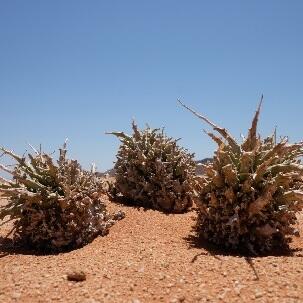 KAKUSEN-EN POP-UP STORE