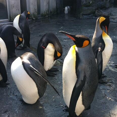 家族みんなで着て、見て、楽しめる。"旭山動物園応援商品"