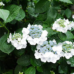 晴れ時々／トツゼン雨