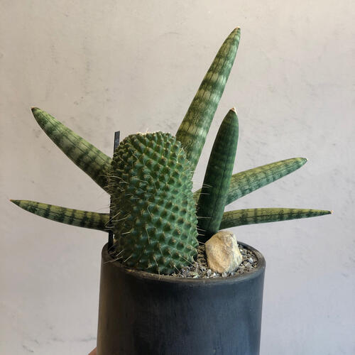 『＜GREEN SPACE＞イベントレポート』