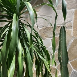 GREEN（緑）が持つイメージ