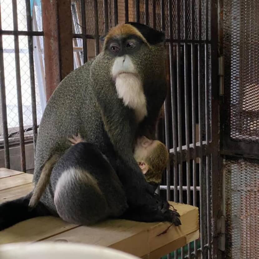 サル
