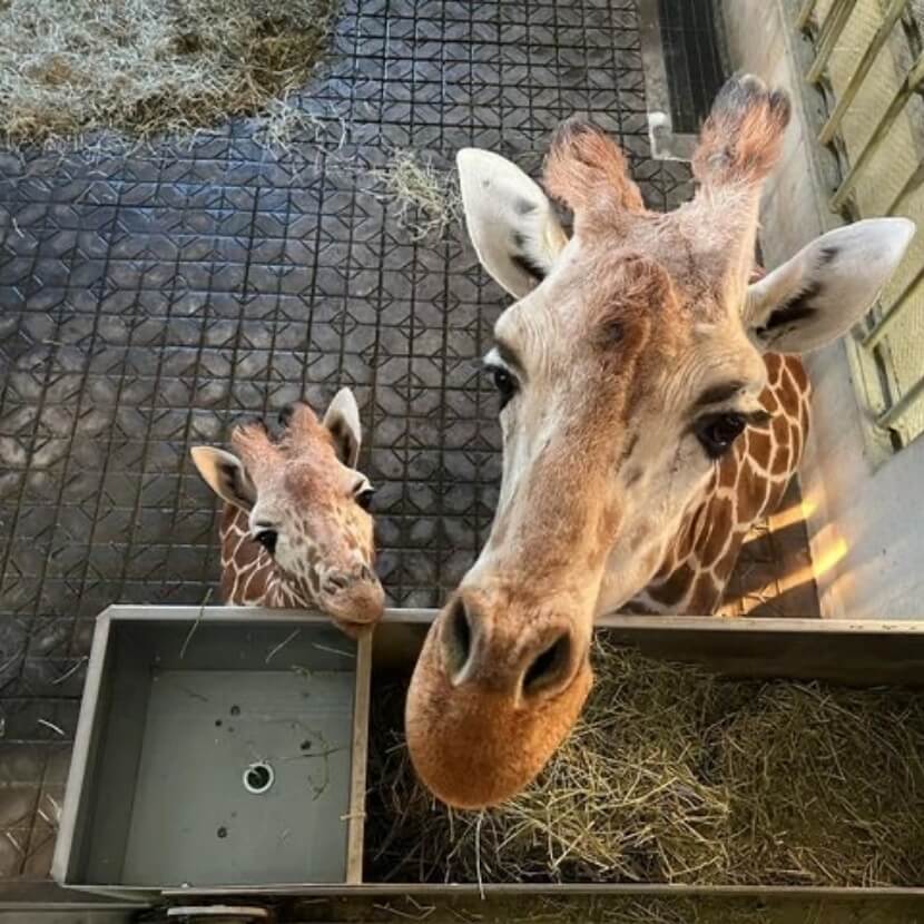 キリン