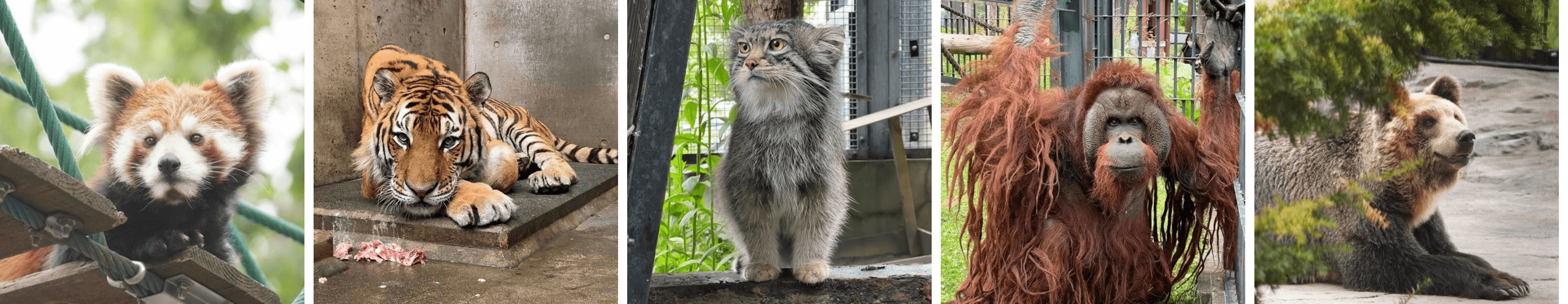旭山動物園