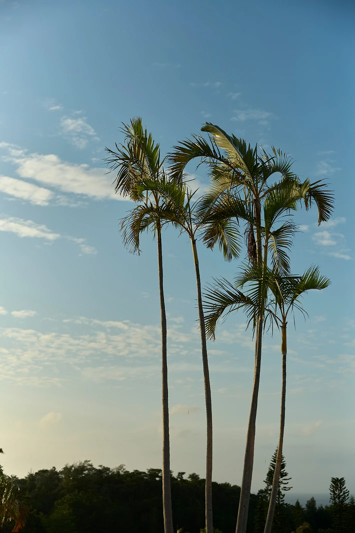 TaylorMade × UNITED ARROWS LOOK